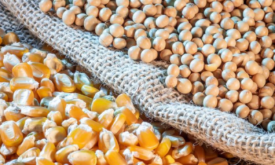 portal plural brasil consolida posição como principal fornecedor de milho e soja para a china