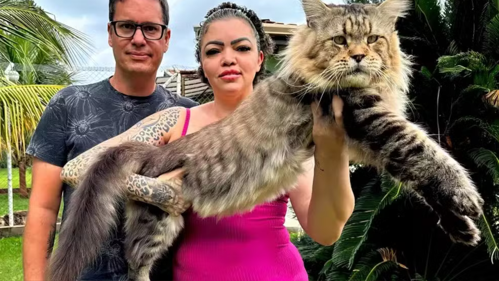 portal plural gato brasileiro busca entrar para o guinness book como o maior do mundo