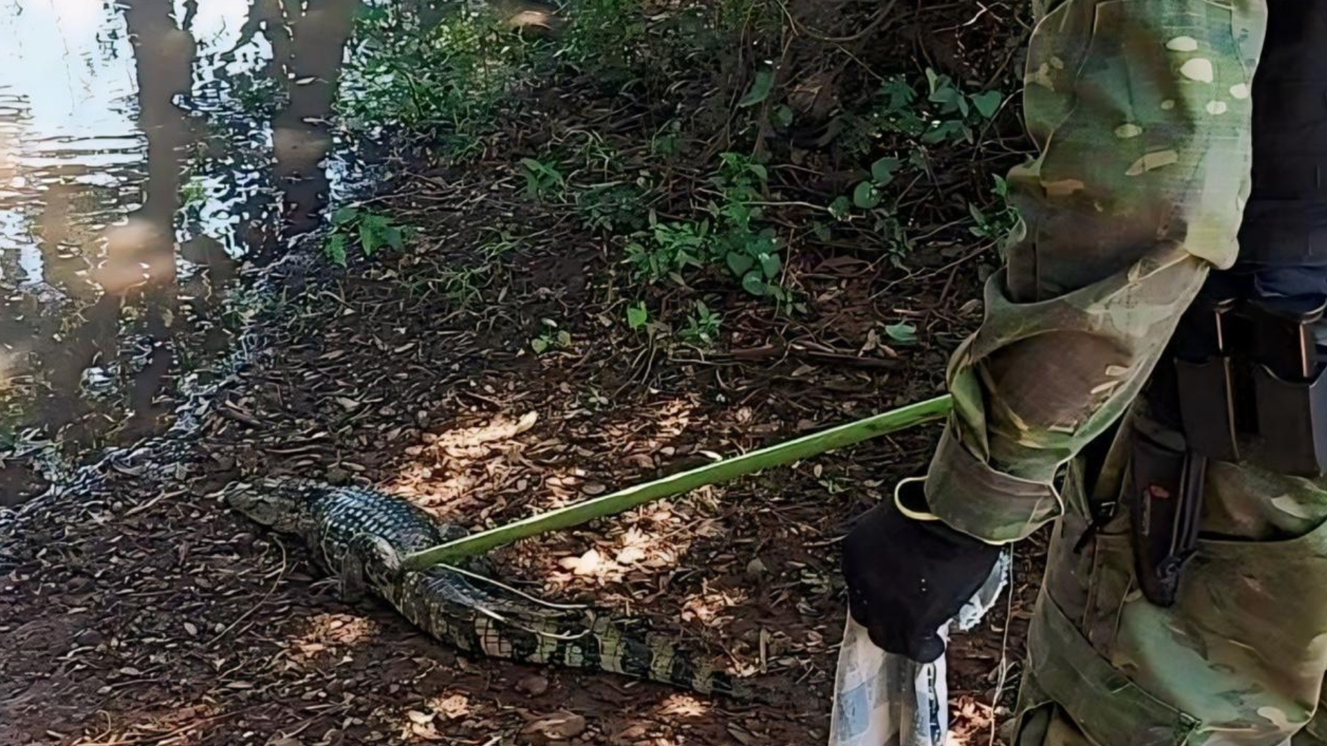 portal plural patram de são borja realiza resgate de jacaré de papo amarelo