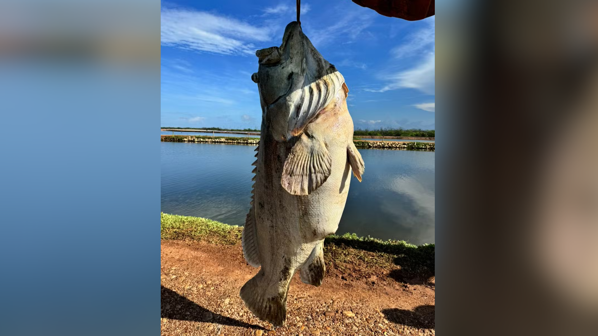 portal plural peixe de quase 200 quilos é encontrado em fazenda no rio grande do norte