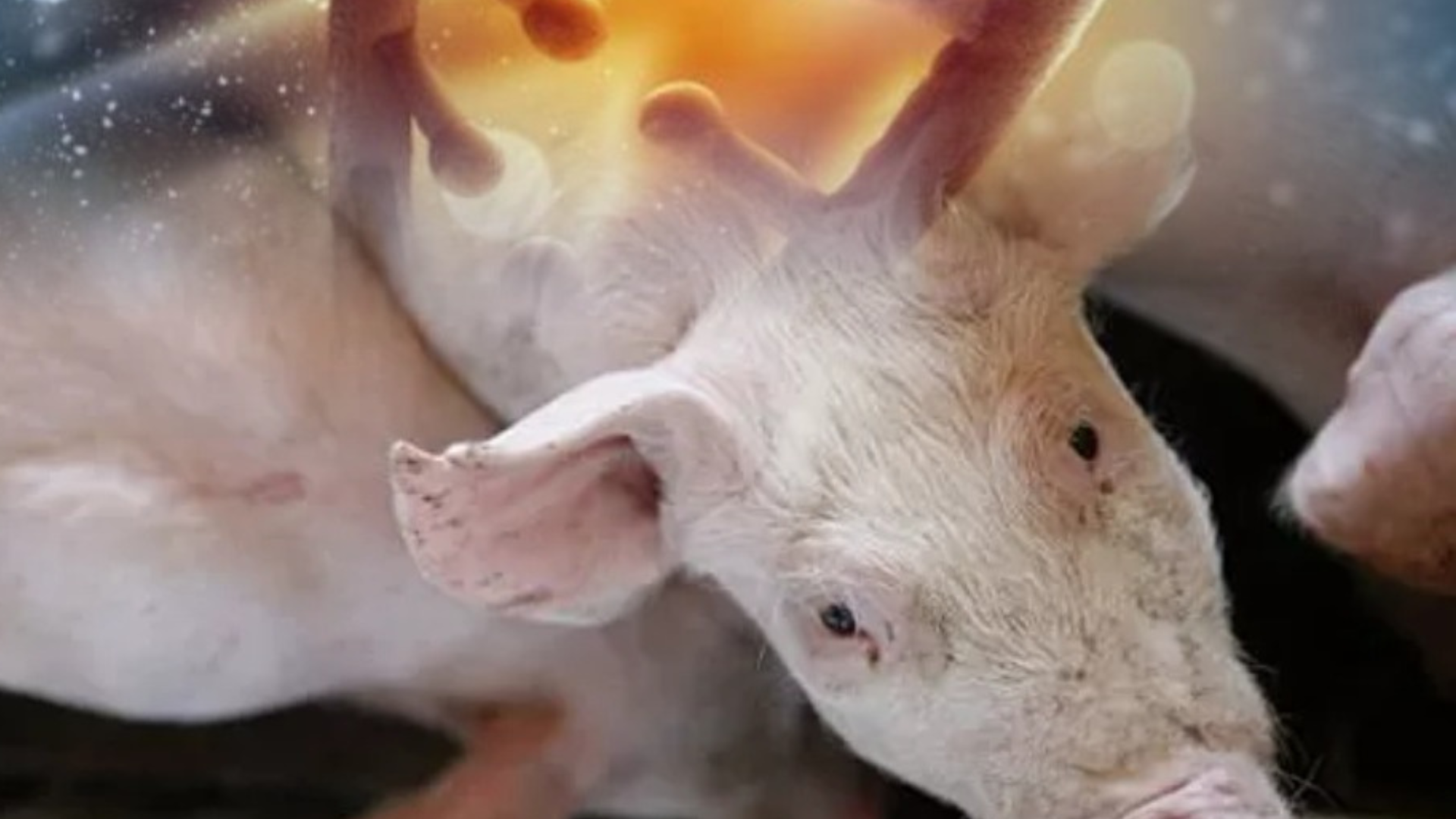 portal plural xenotransplante adaptações e modificações nos órgãos suínos para salvar vidas humanas