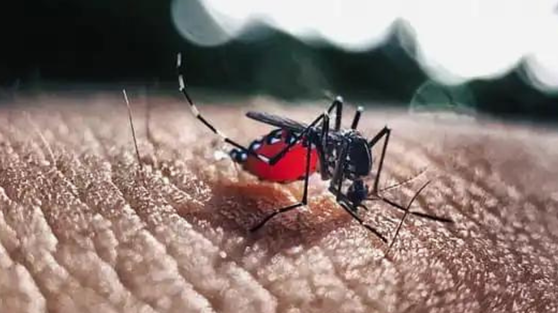 portal plural dois óbitos suspeitos de dengue são registrados em santa rosa