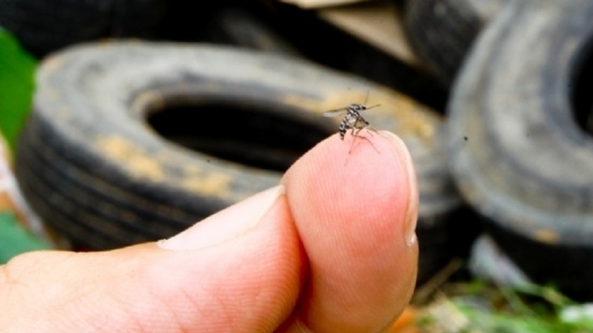 portal plural santa rosa atinge novo registro de casos de dengue e governo estadual declara estado de emergência
