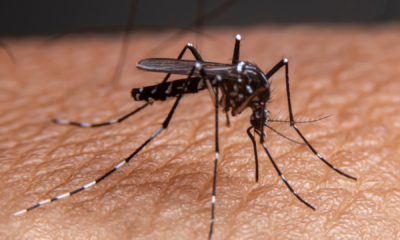 portal plural 4 óbito por dengue em santa rosa