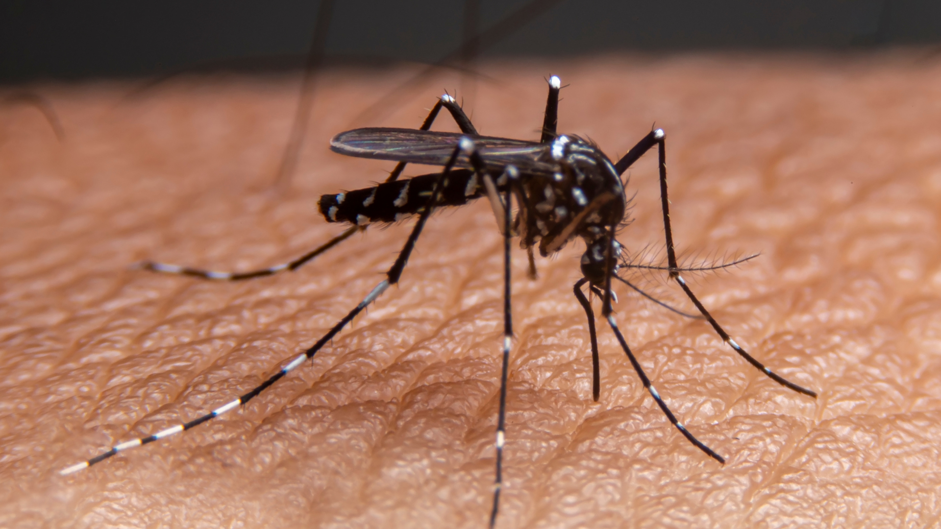 portal plural 4 óbito por dengue em santa rosa