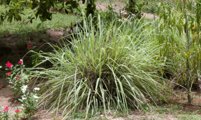 portal plural as plantas podem repelir o mosquito da dengue entenda limitação desta estratégia