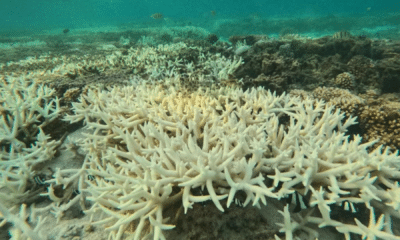 portal plural calor nos oceanos gera branqueamento de corais; níveis podem ser os piores já registrados