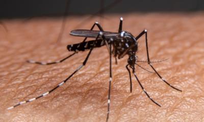 portal plural casos confirmados de dengue no rio grande do sul nos primeiros três meses de 2024 já superam os registros de todo o ano anterior