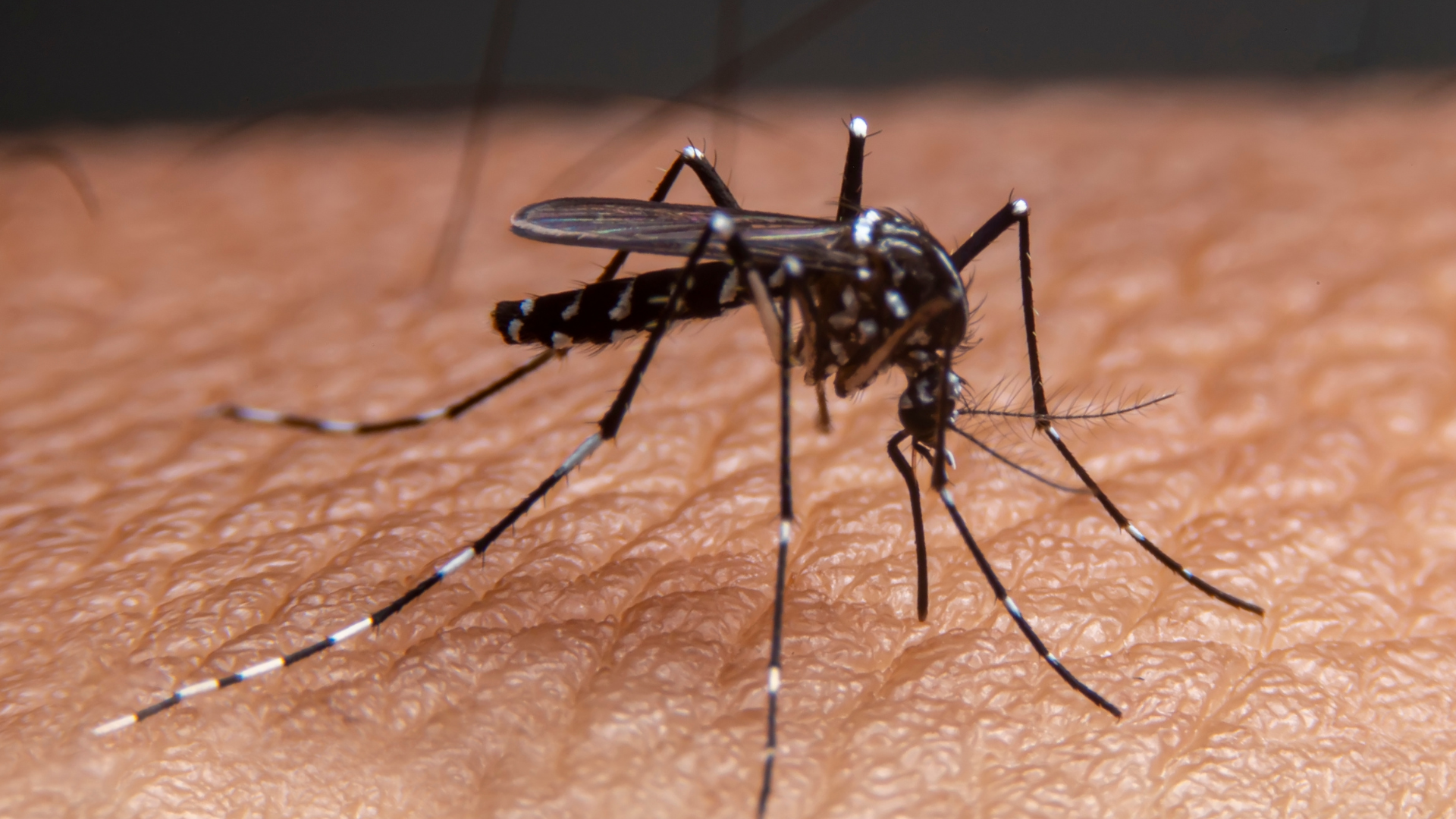 portal plural casos confirmados de dengue no rio grande do sul nos primeiros três meses de 2024 já superam os registros de todo o ano anterior