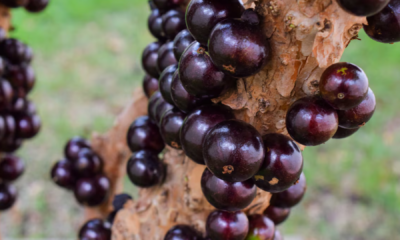 portal plural eleita a sétima melhor fruta do mundo, a jabuticaba coleciona feitos à saúde