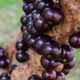 portal plural eleita a sétima melhor fruta do mundo, a jabuticaba coleciona feitos à saúde
