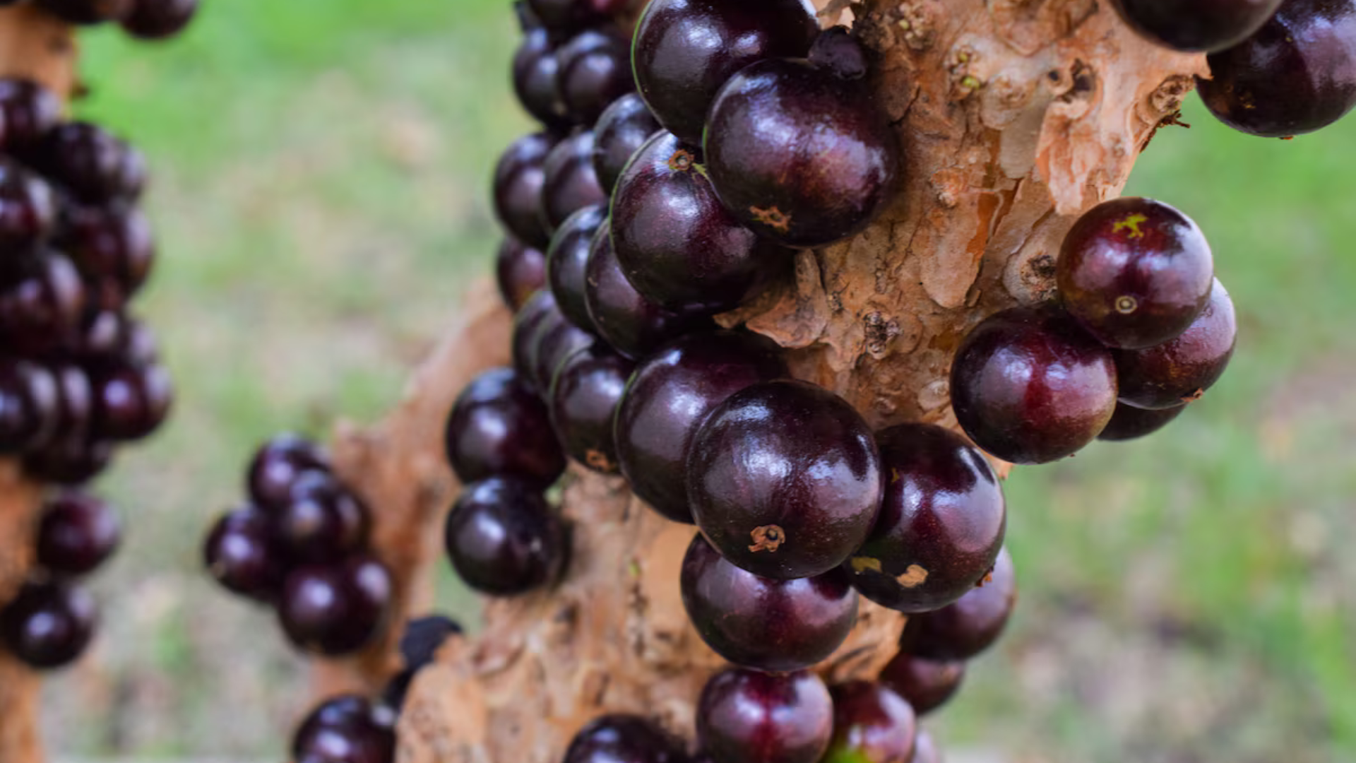 portal plural eleita a sétima melhor fruta do mundo, a jabuticaba coleciona feitos à saúde