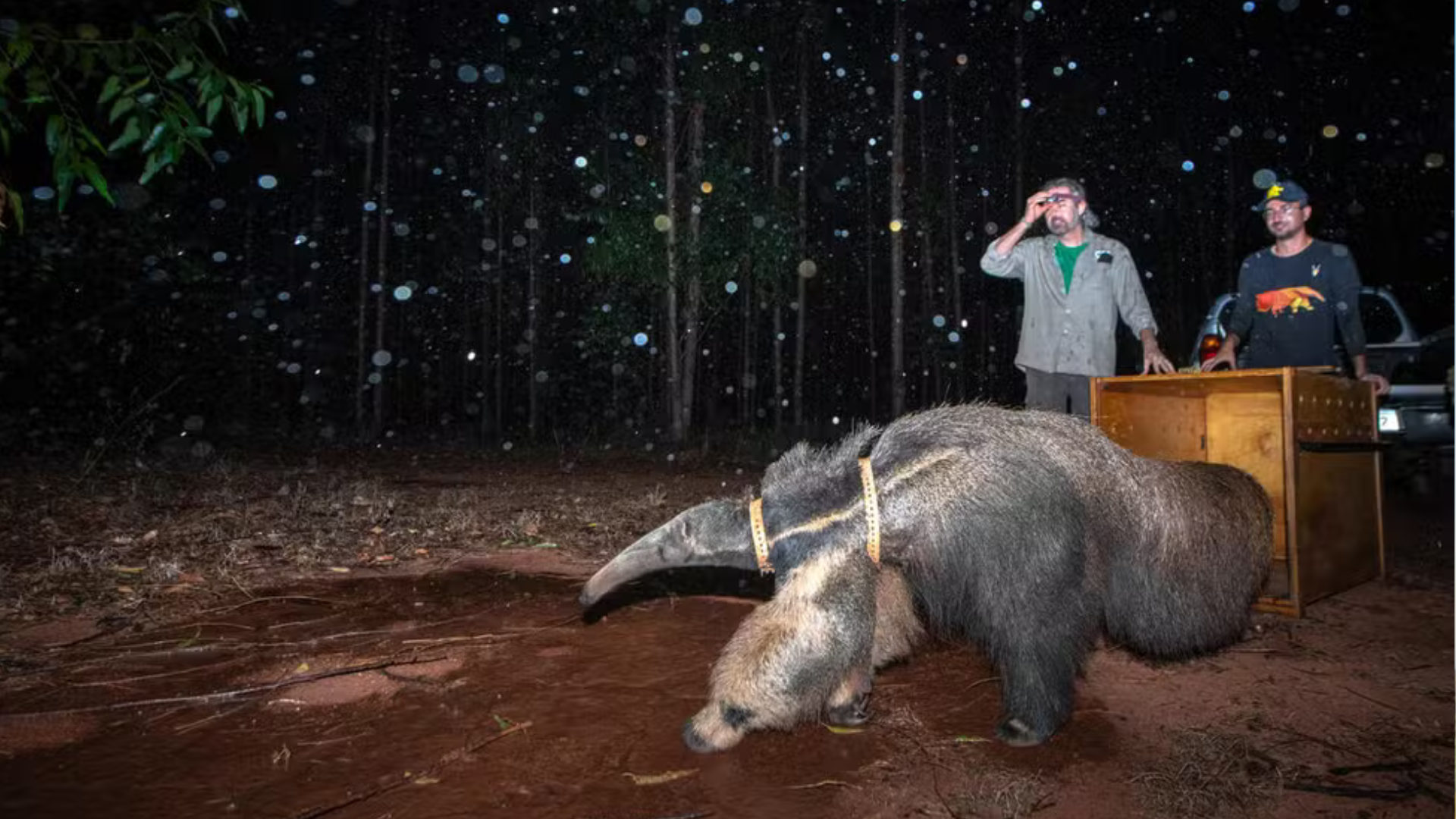 portal plural fotógrafo brasileiro é finalista em prêmio internacional com foto de tamanduá bandeira