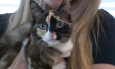 portal plural gata sobrevive após ser despachada por engano e passar seis dias sem comida e água