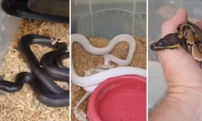 portal plural homem preso por tráfico criava 47 cobras em casa e vendia pelas redes sociais