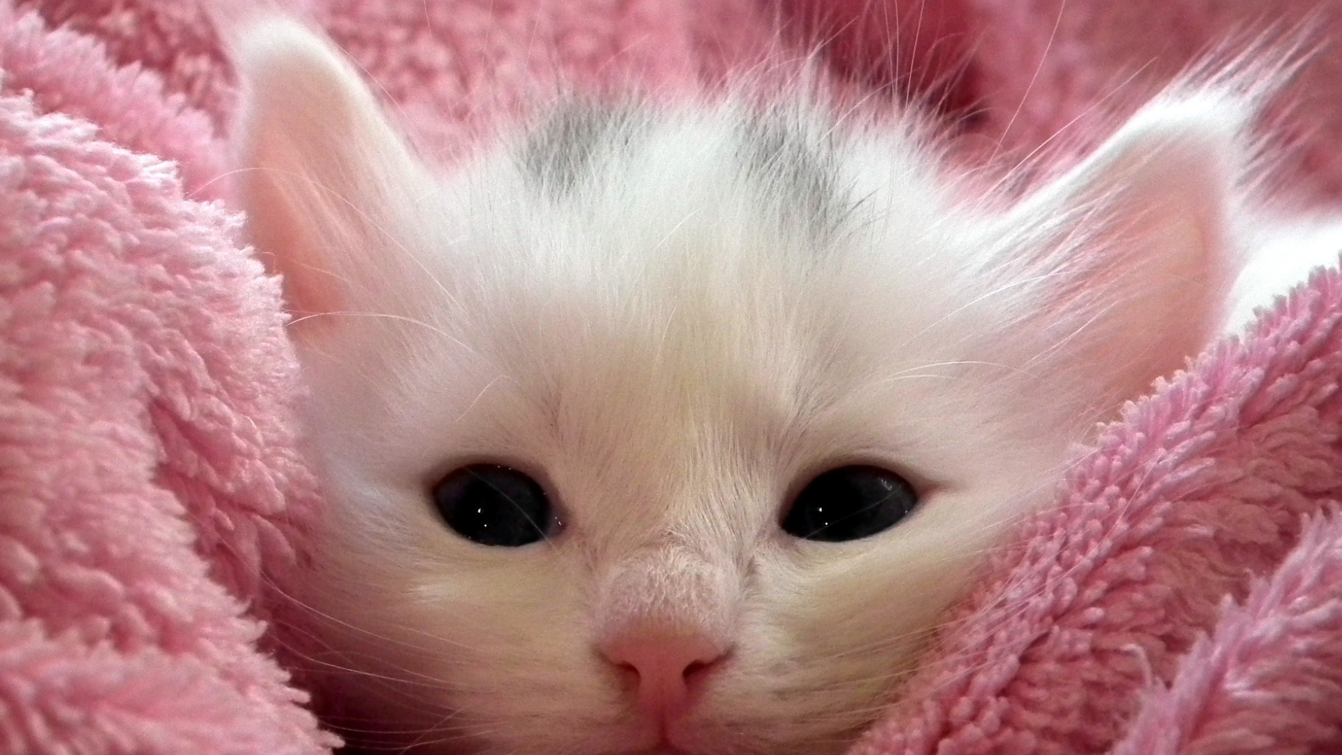 portal plural “pais de pets” costumam desembolsar mais de r$ 200 mensalmente com seus animalzinhos revela pesquisa