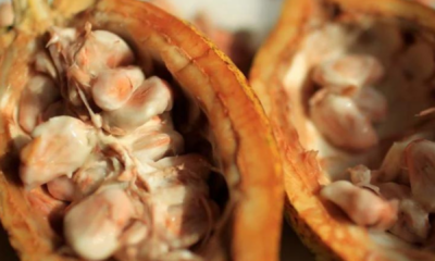 portal plural preços do cacau caem 20% em dois dias em meio à baixa liquidez