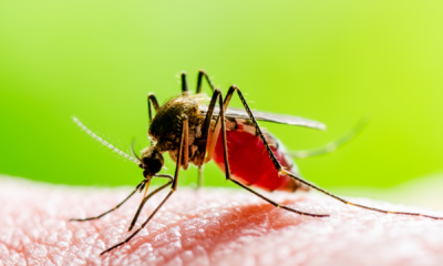 portal plural rs ultrapassa 100 mortes por dengue no ano