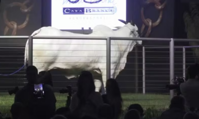 portal plural vaca avaliada em r$ 15,48 milhões torna se a segunda mais cara do brasil