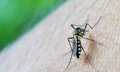 portal plural brasil ultrapassa mil mortes por dengue em 2024