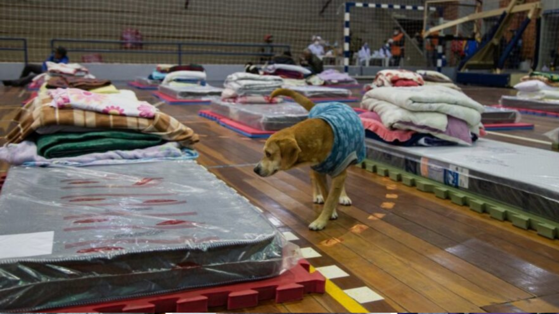 portal plural canoas é a cidade que mais abriga animais no rs