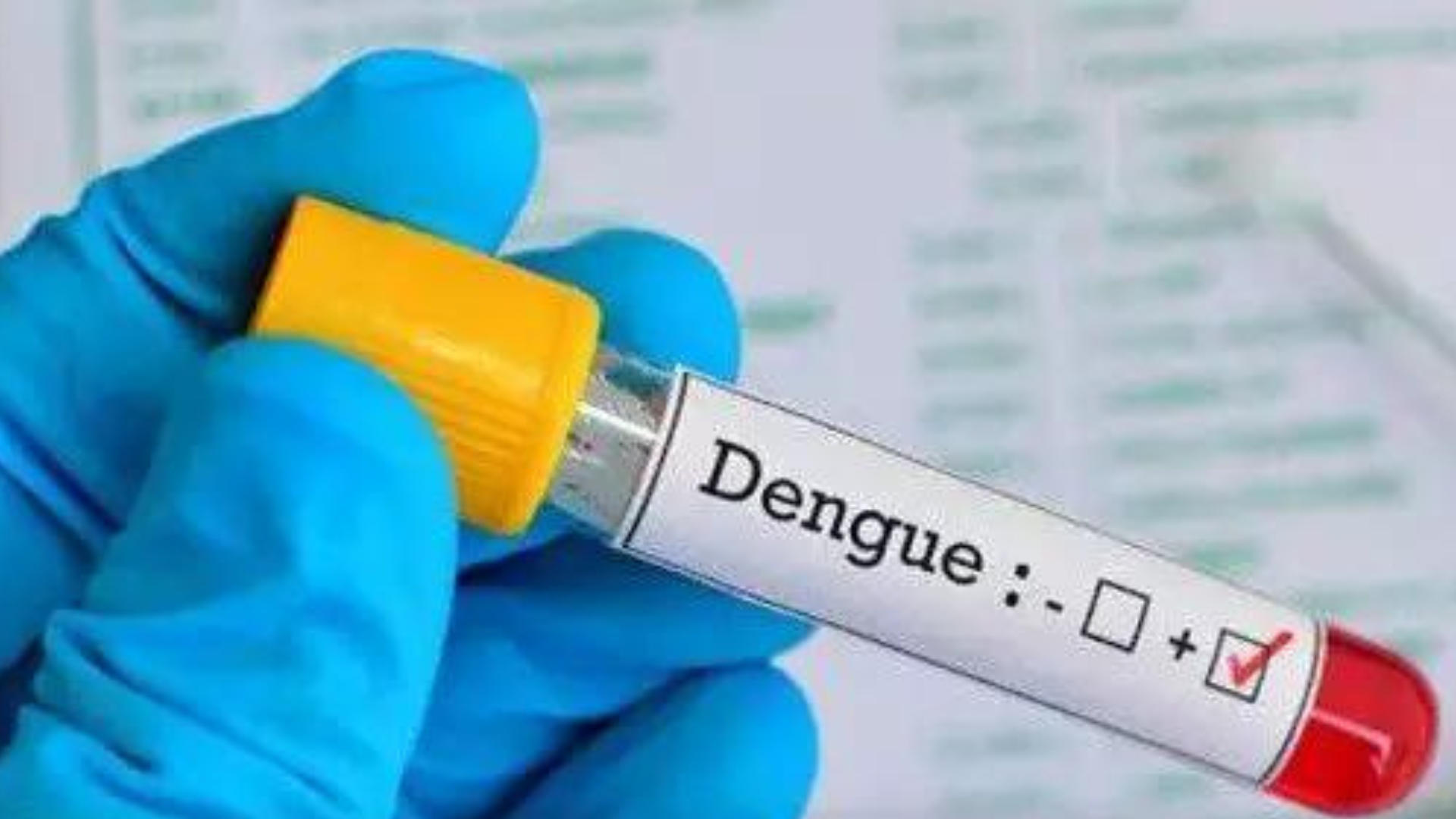 portal plural dengue como a doença mata confira tudo que você precisa saber sobre a infecção