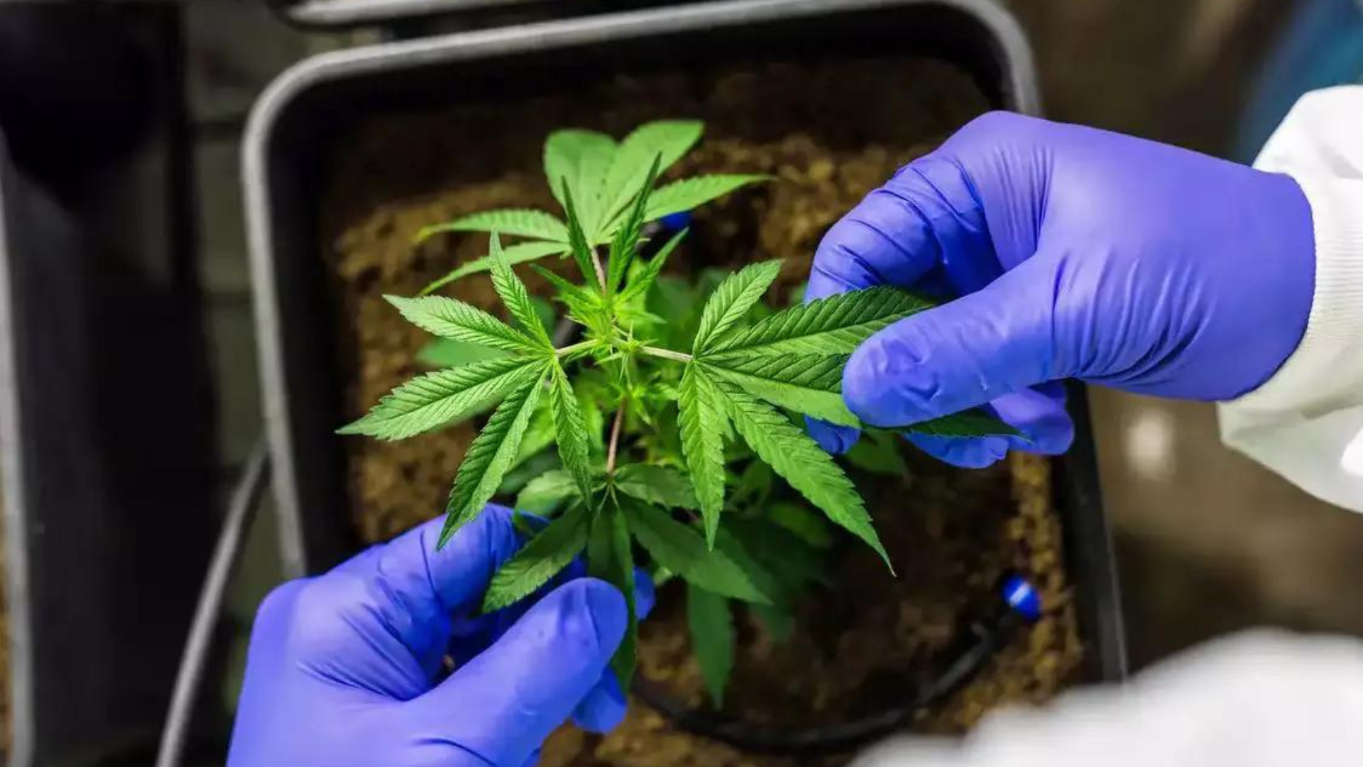 portal plural maconha vicia É menos prejudicial que o cigarro