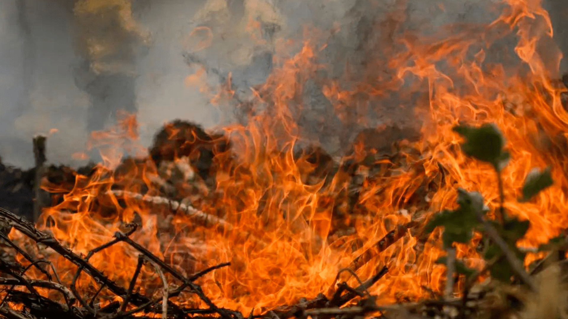 portal plural quase um quarto do território brasileiro foi atingido por incêndios entre 1985 e 2023