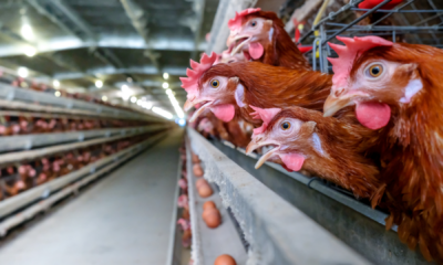 portal plural 7 mil aves serão sacrificadas após confirmação de doença de newcastle em aviário do rs (1)