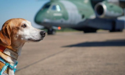 portal plural adote um pet gauchinho 60 cães resgatados na enchente do rs ganham novos lares no rio de janeiro