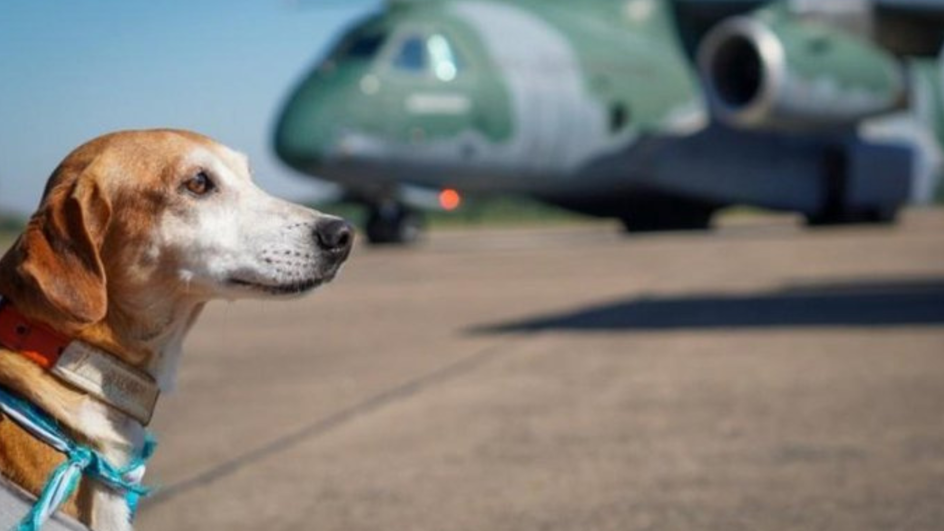 portal plural adote um pet gauchinho 60 cães resgatados na enchente do rs ganham novos lares no rio de janeiro