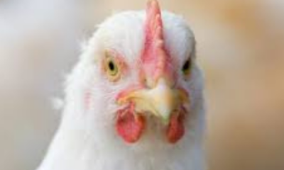 portal plural agência da onu pede resposta urgente ao aumento ‘alarmante’ da gripe aviária na Ásia pacífico