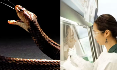 portal plural anticoagulante barato pode ser usado contra picadas de cobra; dizem cientistas