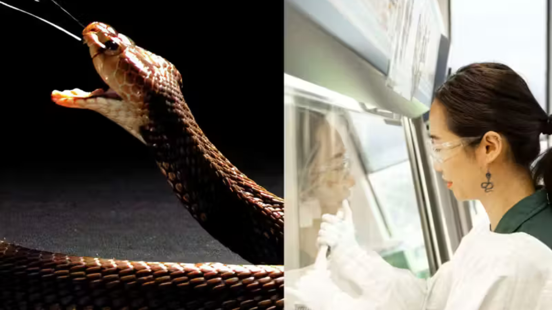 portal plural anticoagulante barato pode ser usado contra picadas de cobra; dizem cientistas