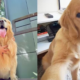portal plural cão golden retriever morre em voo da gol devido a choque cardiogênico, aponta laudo