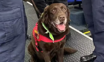 portal plural cão labrador que trabalhou em brumadinho se aposenta, ganha homenagem e é adotado