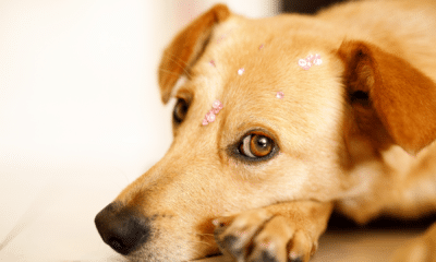 portal plural cerca de 94% dos brasileiros possuem ou já possuíram animais de estimação, segundo uma pesquisa realizada pela quaest em parceria com a petlove, que explorou a relação entre tutores