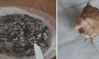 portal plural clínica geriátrica tirou empréstimos em nome de pacientes sem o consentimento deles no rs, diz defensoria pública