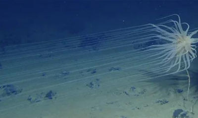 portal plural descoberta do oxigênio negro e o futuro da mineração submarina