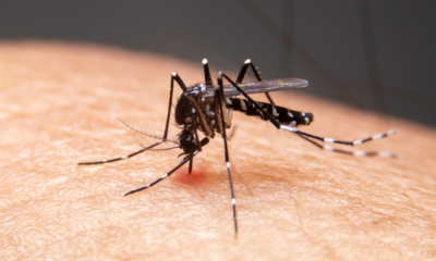 portal plural estratégia de combate ao aedes com larvicidas torna se política nacional