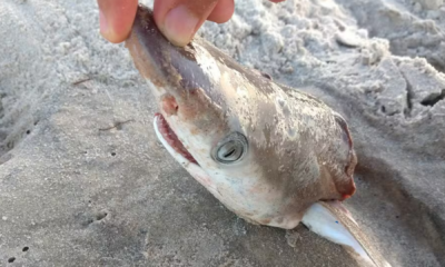 portal plural estudo inédito descobre presença de cocaína em tubarões na costa do rio de janeiro