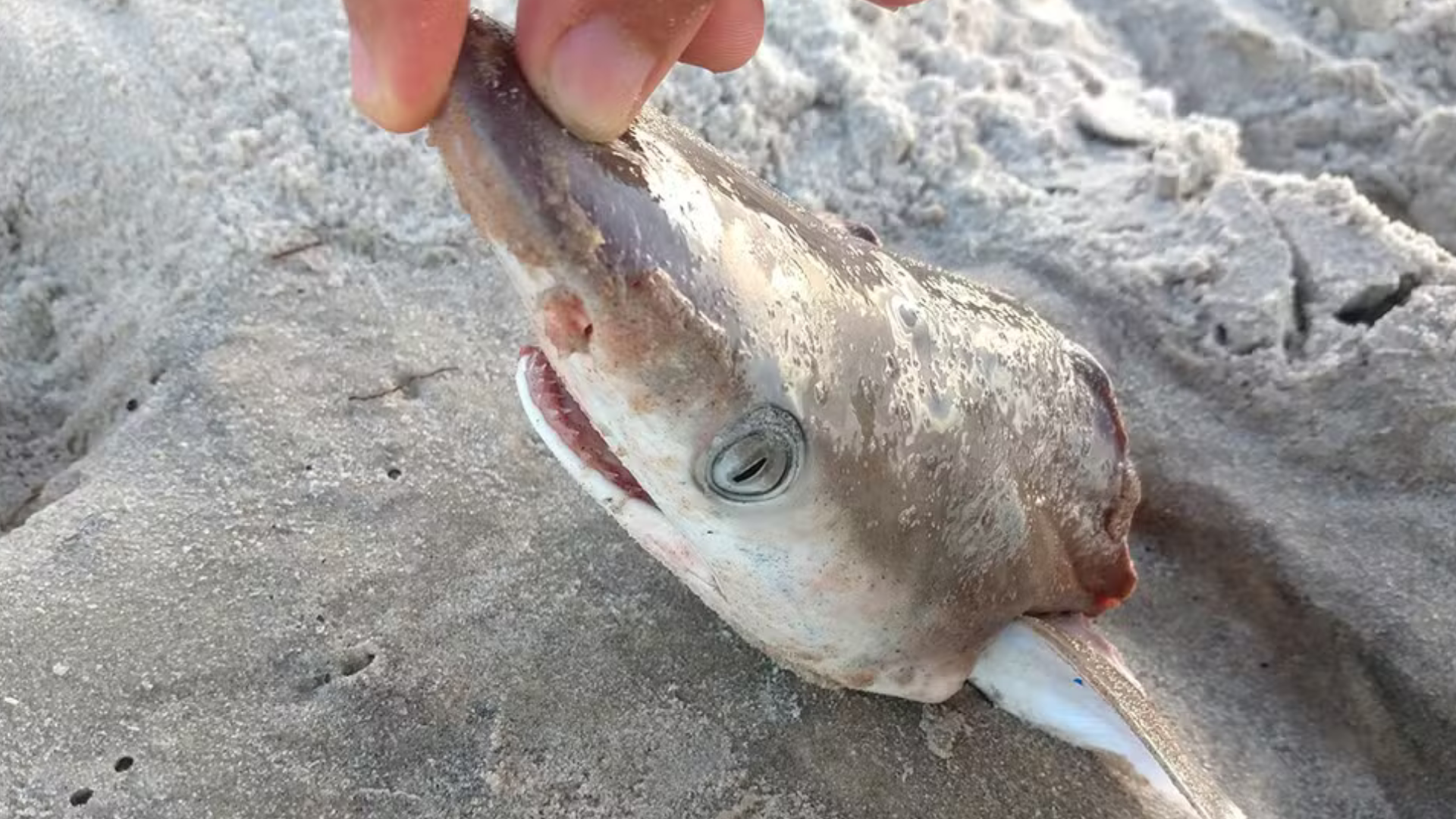 portal plural estudo inédito descobre presença de cocaína em tubarões na costa do rio de janeiro