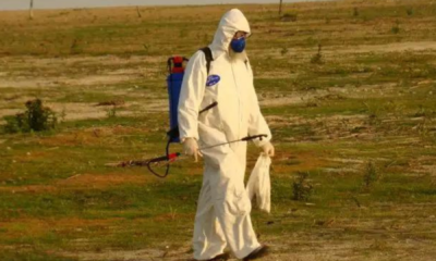 portal plural governo federal confirma foco de doença de newcastle em frangos no rio grande do sul