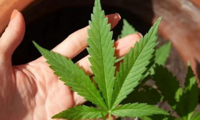 portal plural julgamento sobre maconha no stf começou a partir de flagrante de homem com 3g da droga