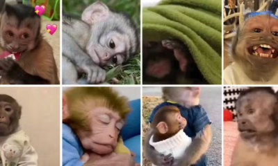 portal plural memes 'fofos' e figurinhas de macacos escondem maus tratos, apontam entidades