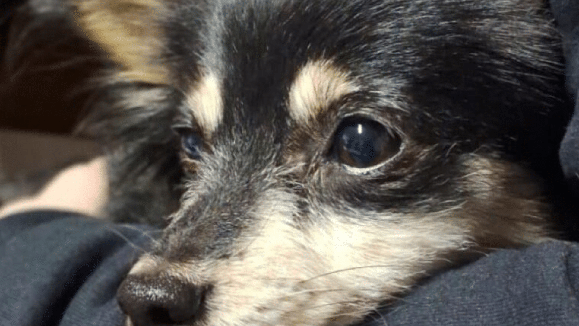 portal plural mulher responderá por apropriação indébita após mentir sobre morte de cachorrinha para não devolvê la à tutora