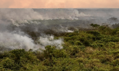 portal plural novo estudo alerta para a pior crise hídrica no pantanal em décadas