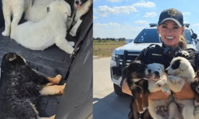 portal plural policiais resgatam 8 filhotes de cão abandonados em caixa sem água e ração