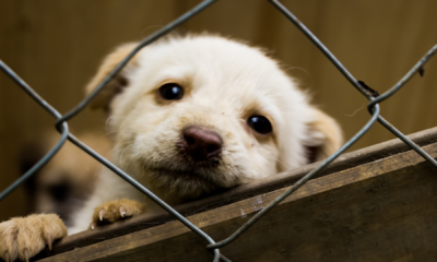 portal plural rs ainda abriga 18,4 mil animais; entidades de proteção alertam para situação crítica e delicada