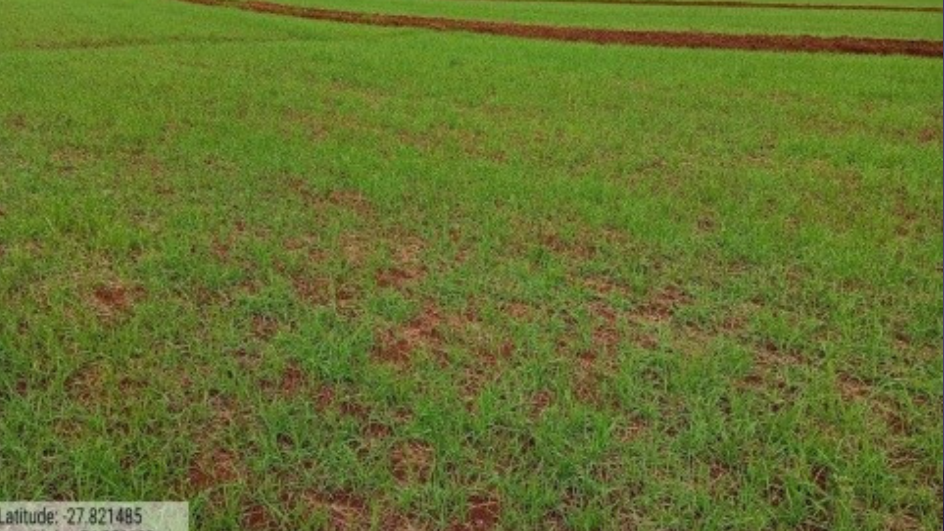 portal plural trigo atinge 69% da área projetada para esta safra no rs